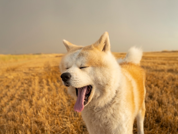 An Akita Inu dog in a wheat field on a cloudy day