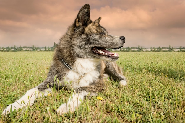 Akita inu dog