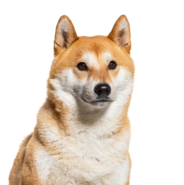 Akita inu geïsoleerd op wit