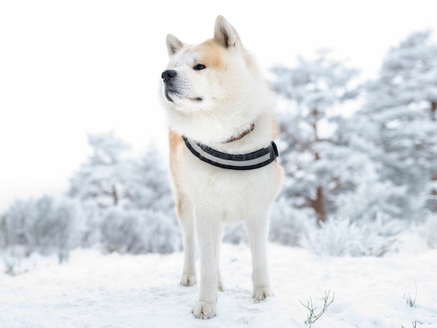 Akita inu hond met harnas, in de sneeuw