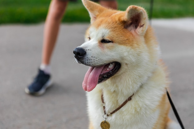 akita inu hond staande op een grijze asfaltweg