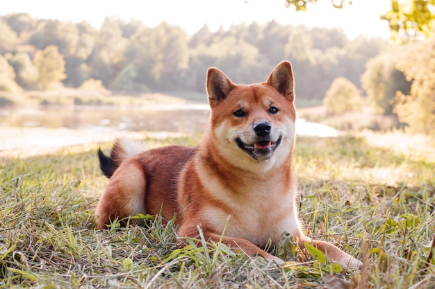 Akita inu hond tijdens een wandeling in het park