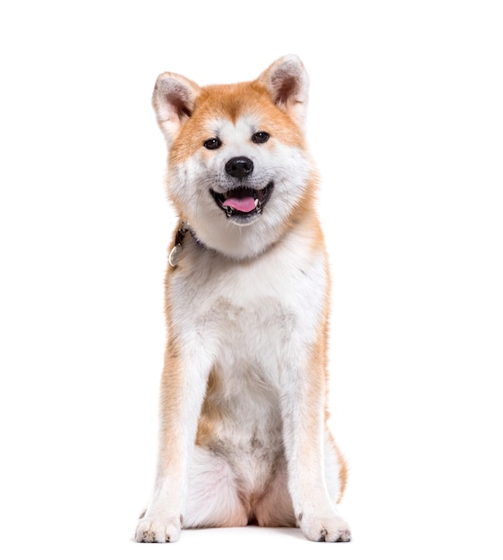 Akita Inu hond zit, uitgesneden