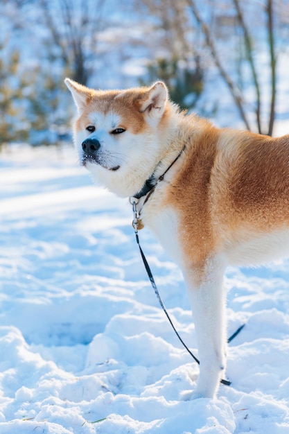 Akita Inu-hondenportret in het winterpark Besneeuwde winterachtergrond Zonnige dag