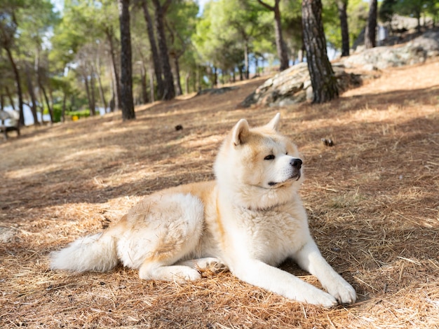 Akita inu hondenzitting in het bos