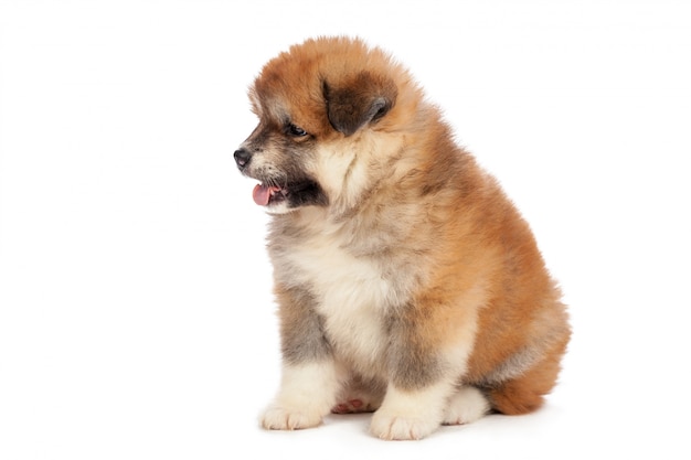 Akita Inu puppy dog on white 