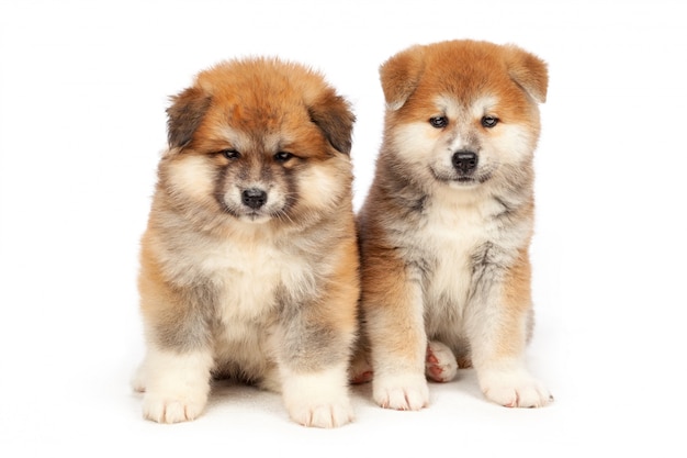 Akita Inu puppy dog