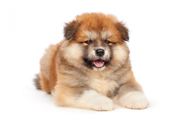 Akita Inu puppy dog