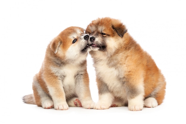 秋田犬子犬