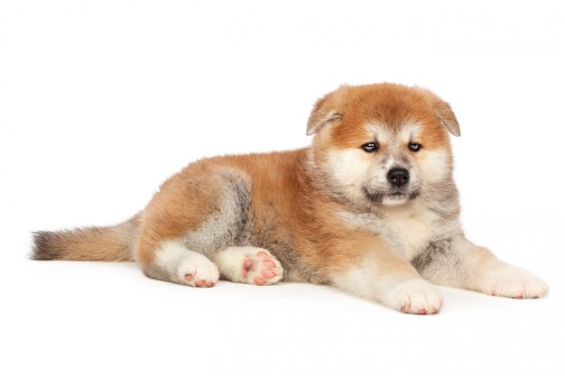 Akita Inu puppy dog
