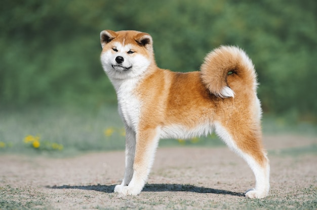 Akita Inu puppy exterieur. Rode harige hond op een groene achtergrond
