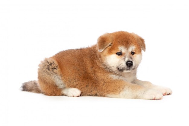 Akita Inu puppy hondje