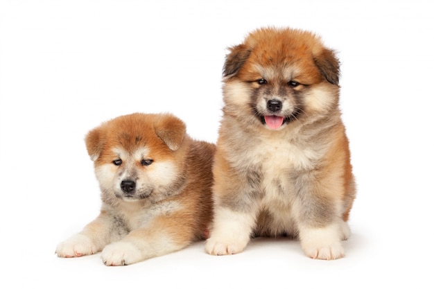 Akita Inu puppy hondje