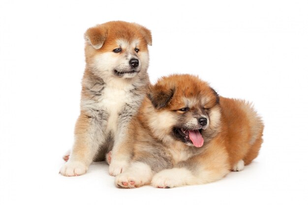 Akita Inu puppy hondje