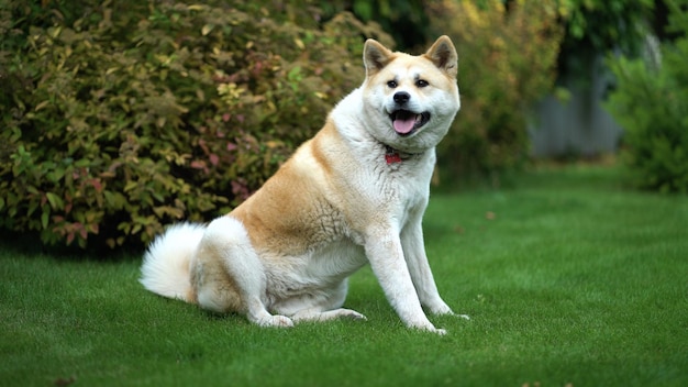 Photo akita inu sits on a green lawn and twists his head