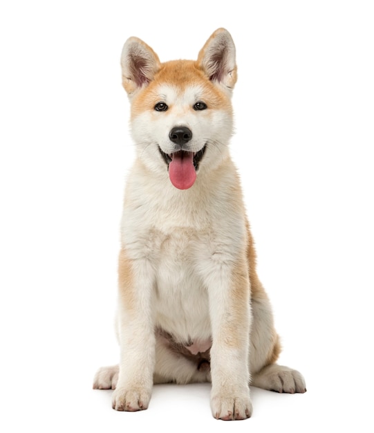 Akita Inu sitting in front of a white wall