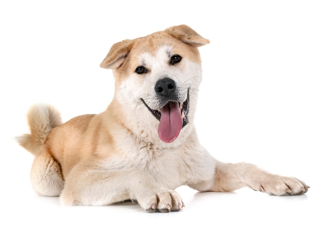 akita inu in studio