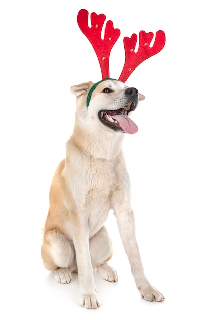 Photo akita inu in studio