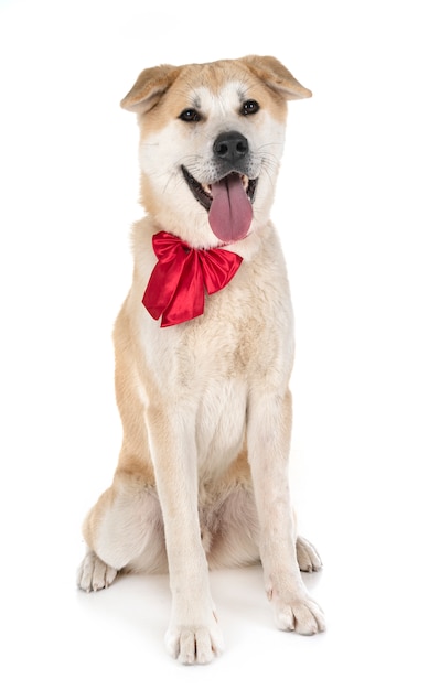 Photo akita inu in studio