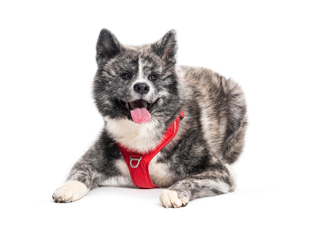 Akita inu wearing an harness isolated on white