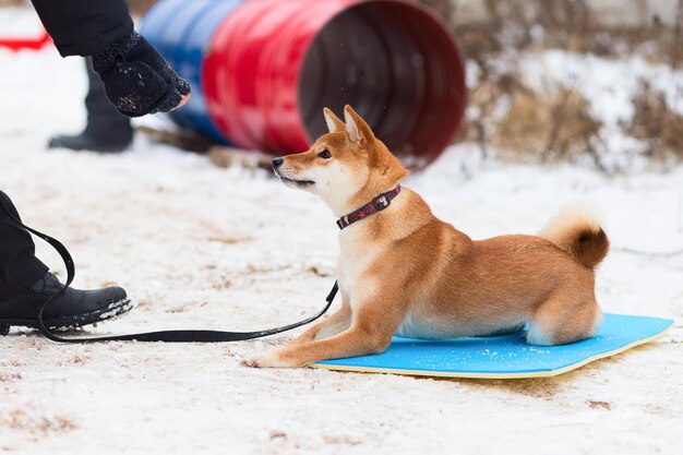 Akita inu in winter Park