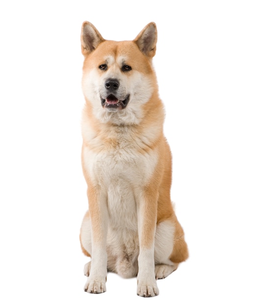 Akita inu with 4 years.