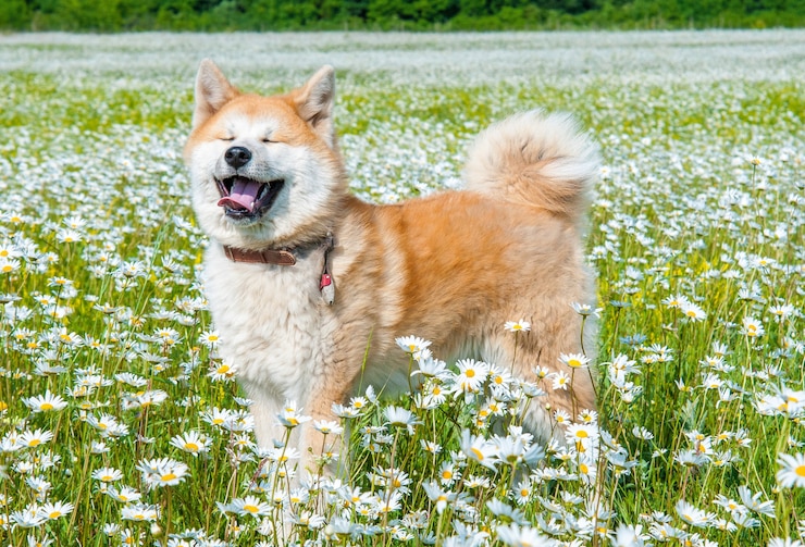 Photo 秋田-緑の野原のカモミールとデイジー畑に立っている若い犬。外で遊ぶ犬の笑顔