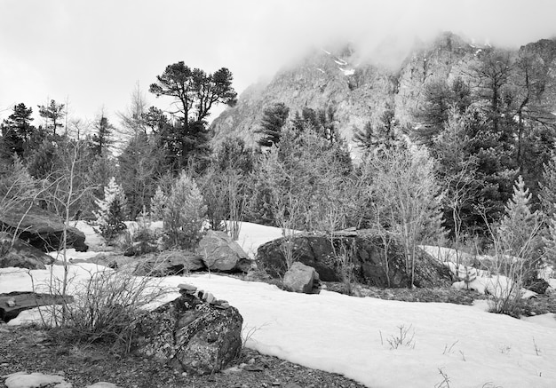 Aktru Valley in the Altai Mountains Rocks and trees in the spring snow in a mountain valley