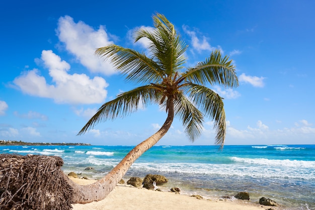 Akumal coconut palmboom strand Riviera Maya