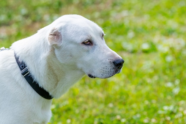 Cane alabai, ritratto di un cane da vicino di profilo con tempo soleggiato