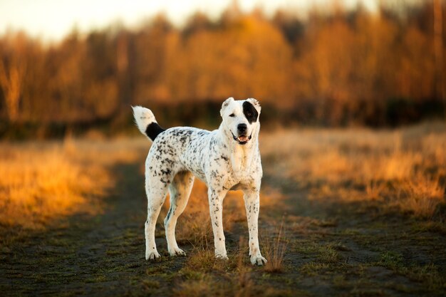 Alabai staande op een lente veld bij dageraad