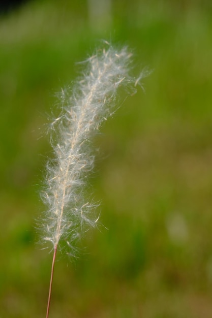 Foto alangalang of onkruid is een soort gras met scherpe bladeren dat vaak een onkruid wordt