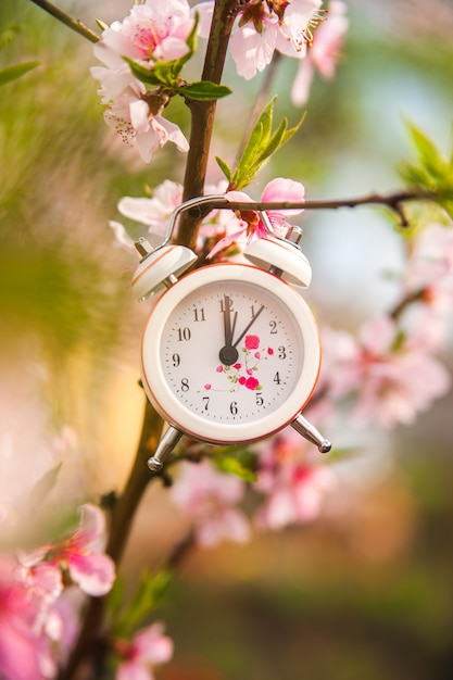 Alarm clock on a flowering branch close-up and copy space.