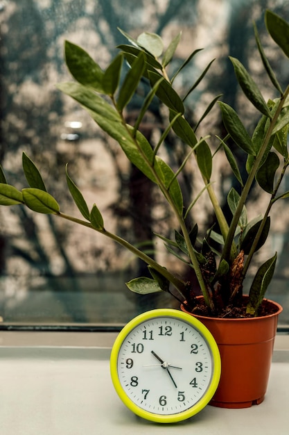 目覚まし時計は ⁇ 室内植物の近くの窓際にあります ⁇ 行動する時間です ⁇ 