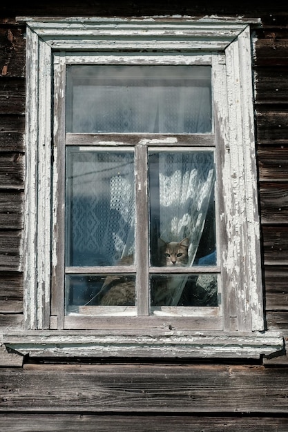 窓辺に座って、古い田舎の家の窓の外を見て警戒している猫
