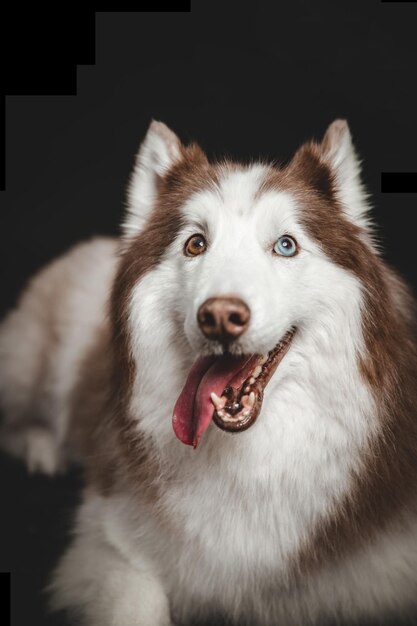 Photo alaska big fluffy brown white dog