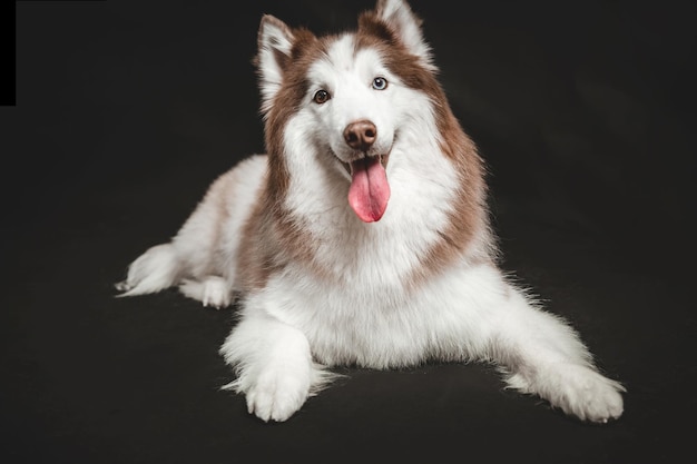 Photo alaska big fluffy brown white dog