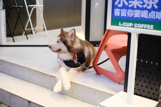 ドアのアラスカ犬