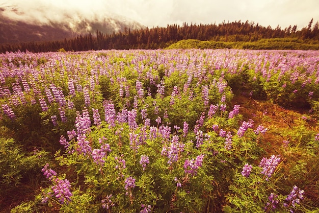 Alaska landscapes