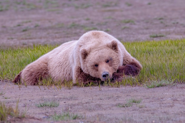 アラスカ半島ヒグマ金髪女性