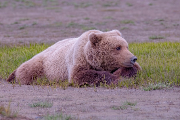 Photo alaska peninsula brown bear blonde female