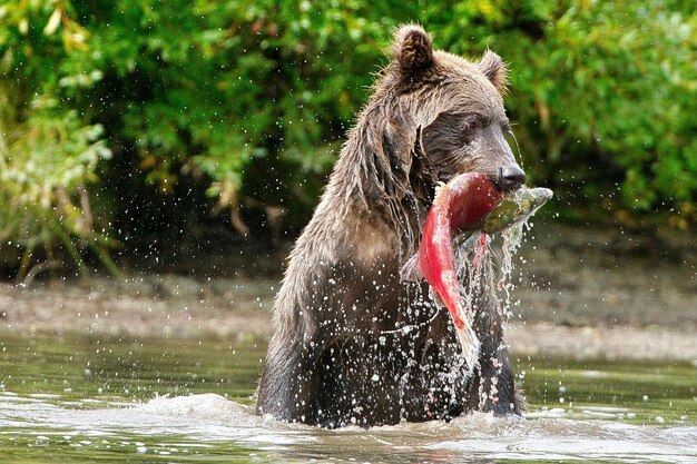 Alaskan Coastal Brown Bear catching a sockeye salmon at Lake Clark National Park