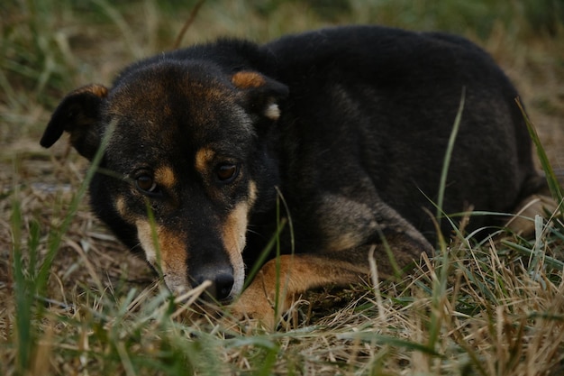 Alaskan husky of black red color with brown eyes lies in grass\
smart devoted sad look