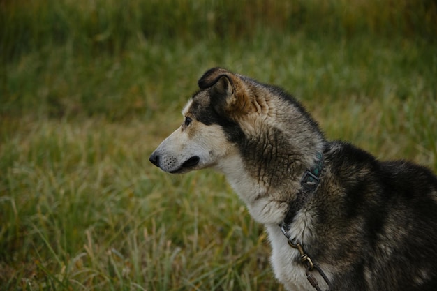 Husky dell'alaska in campo legato alla catena prima dell'allenamento nel ritratto autunnale di profilo