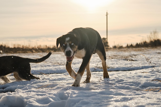 同じくずのアラスカのハスキー子犬は、冷ややかな晴れた冬の日に野原で雪の中を歩く