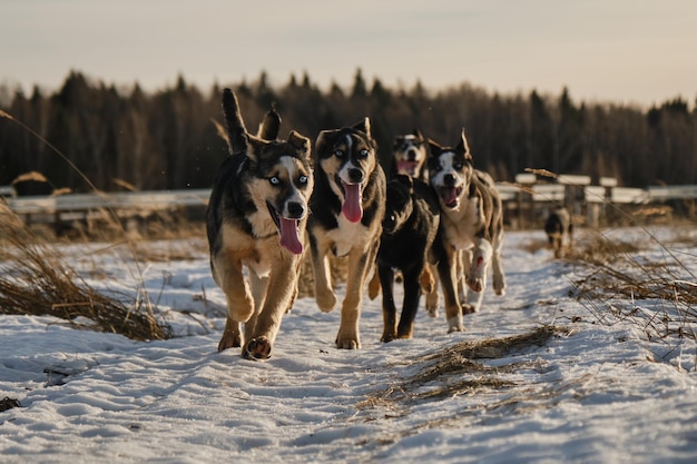 Alaskan husky puppies of same litter walk through snow in field on frosty sunny winter day