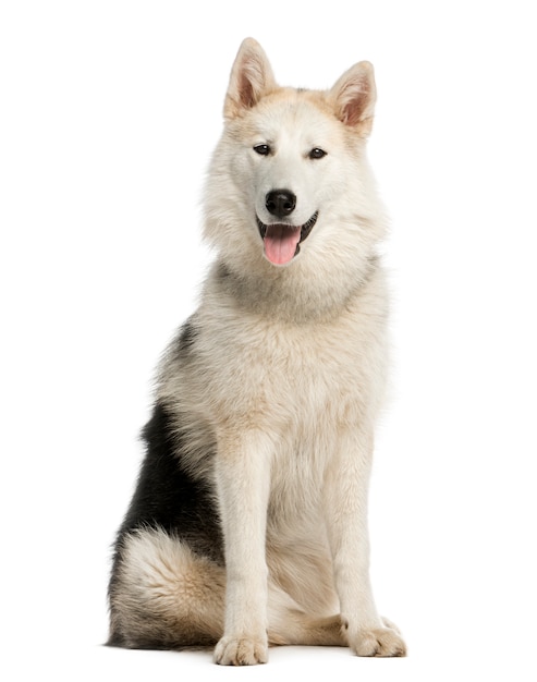 Alaskan Malamut sitting and panting isolated on white