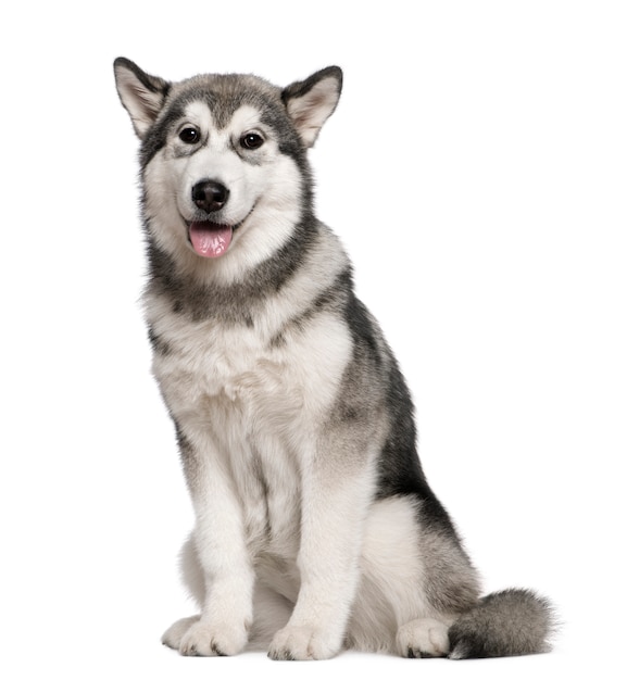 Alaskan Malamute, 4 months old, sitting in front of white wall