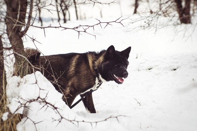 Alaskan Malamute dark color in the natural environment walking in the snow