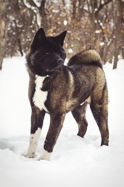 눈 속에서 산책하는 자연 환경에서 알래스카 Malamute 어두운 색상